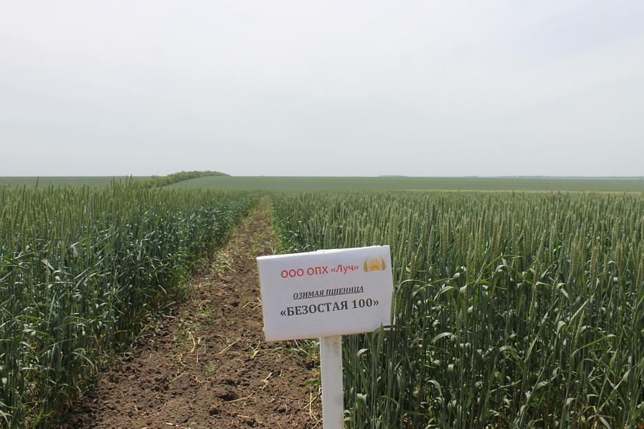 Пшеница мягкая озимая «Безостая 100» опт фото 1