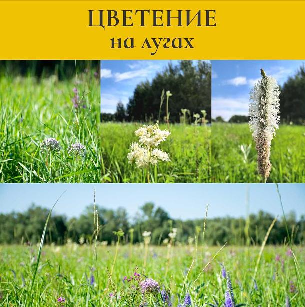 Мёд разнотравье 900 г ОПТ фото 4
