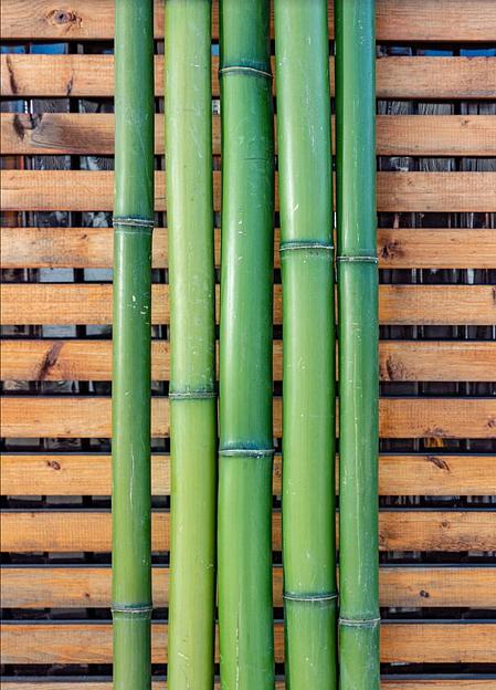 Ствол бамбука, 3м, зеленый, опт фото 3