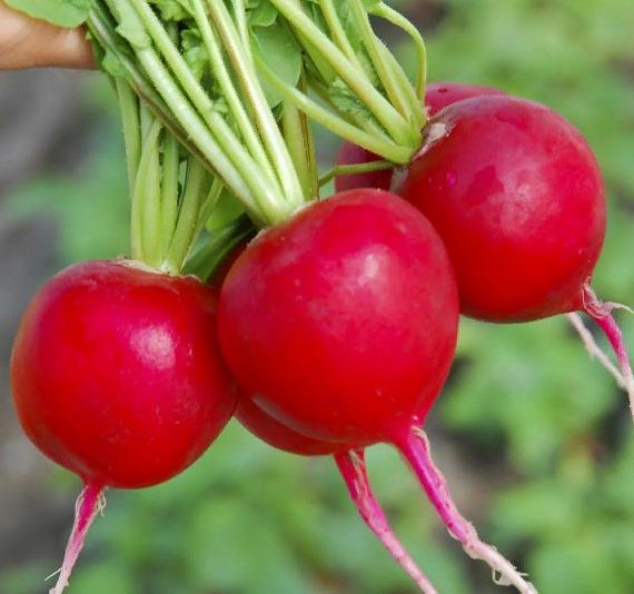 Семена МОРЕСЕМЯН Редис «Черриэт F1» (Sakata) фото 2