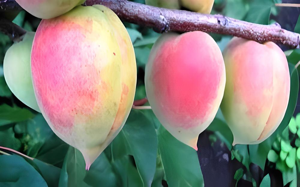 Саженцы плодового дерева - Абрикос Академик Опт фото 1