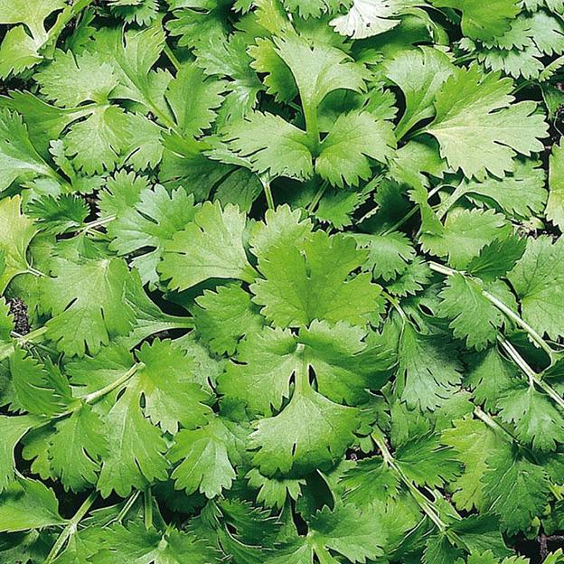 Семена кориандра «Кин-Дза-Дза» опт фото 1