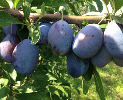 Саженец сливы НФ-00001033 фото 8