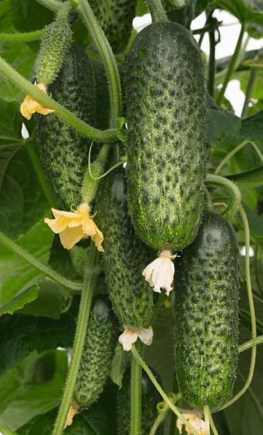 Семена огурца Bejo Zaden «Амарок» F1 опт фото 1