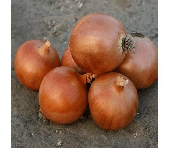 Семена лука Аргос F1 Sakata 250 000 семян ОПТ фото 1