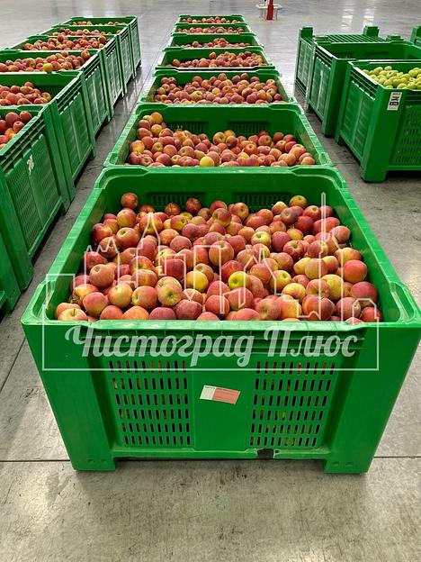 Ящик-поддон пластиковый 1120x1120x770 Apple box фото 9