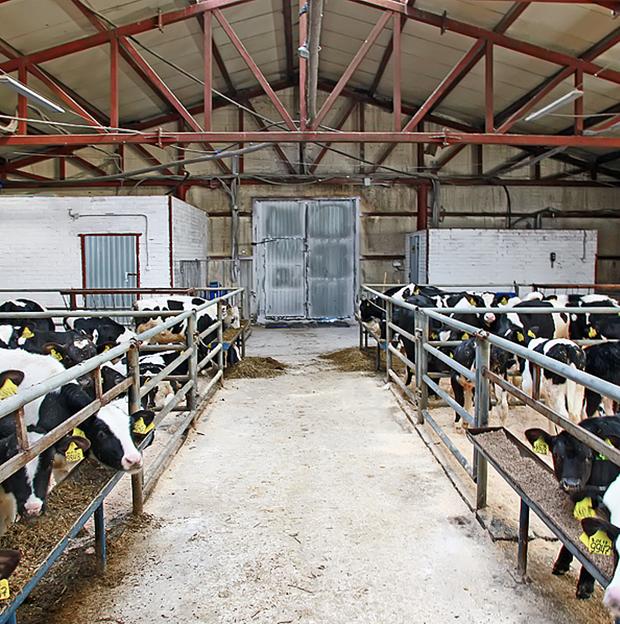 Услуга строительства современных телятников фото 2