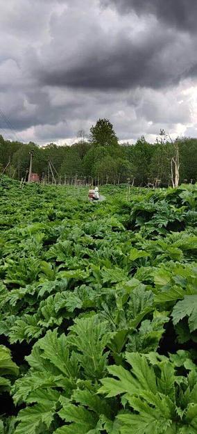 Услуга по дезинсекции в Твери и Тверской области фото 10