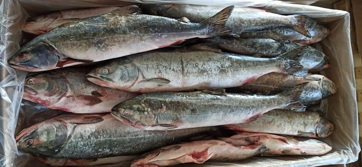 Горбуша мурманская потрошёная с головой свежеморожена ОПТ фото 1