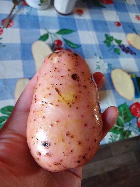 Картофель урожай 2023 года сорта Фаворит ОПТ фото 9