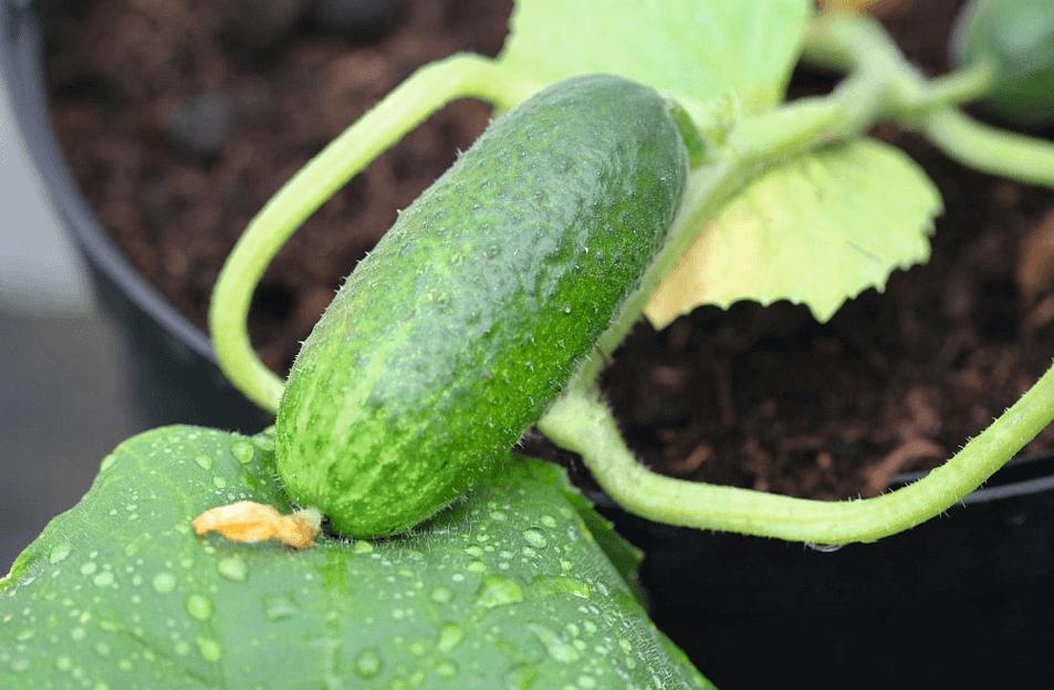 Семена огурца Bejo Zaden «Алпака» F1 опт фото 1