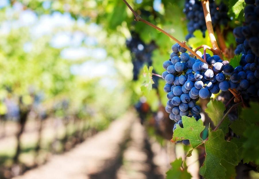 Жидкое органоминеральное удобрение для винограда опт фото 9