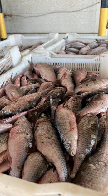 Вобла каспийская 16-19 см ОПТ фото 1