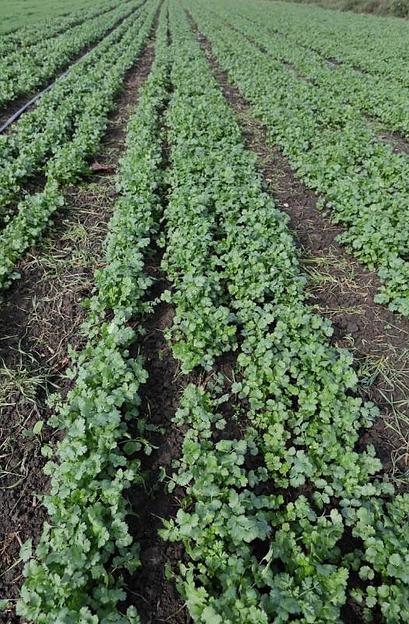 Семена кориандра «Арго» опт фото 3