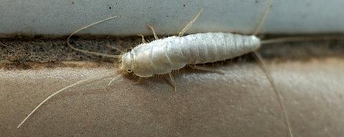 Услуга по уничтожению чешуйницы в Краснодаре фото 2