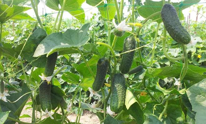 Семена «Ранний огурец 18100 F1 Esasem» 1000 семян ОПТ фото 2