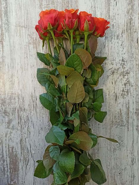 Розы сорта Эспана ОПТ фото 3