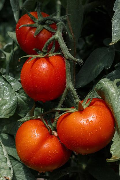 Семена посевные Томат «Гелена F1» ОПТ фото 2