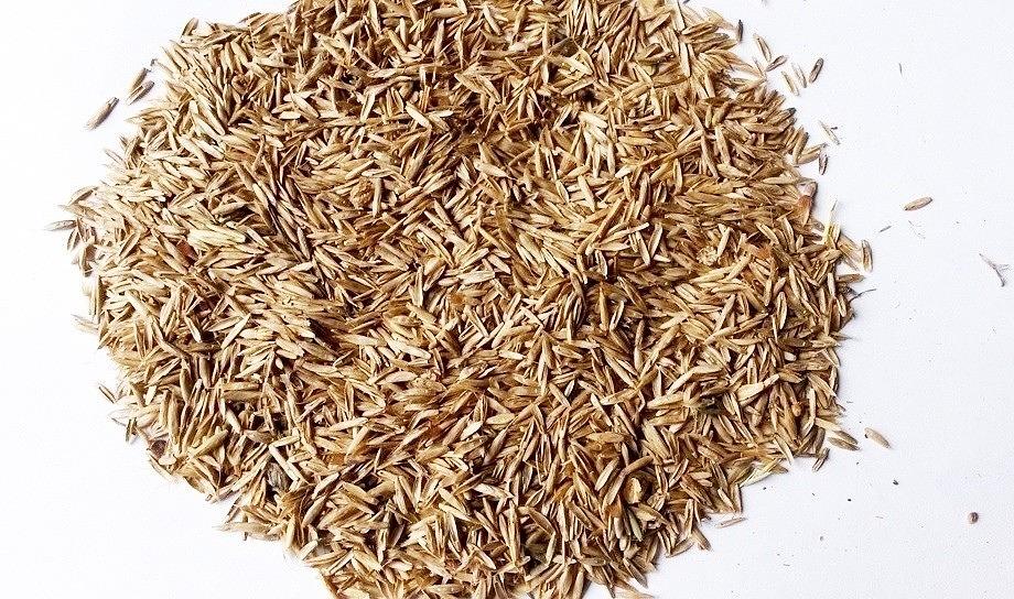 Посевные семена костреца безостого фото 1