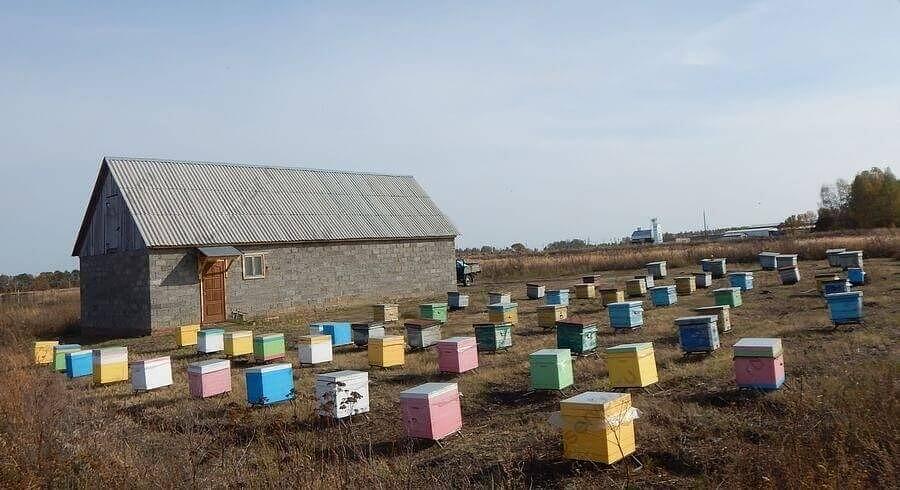 Пчелопакеты на заказ фото 1