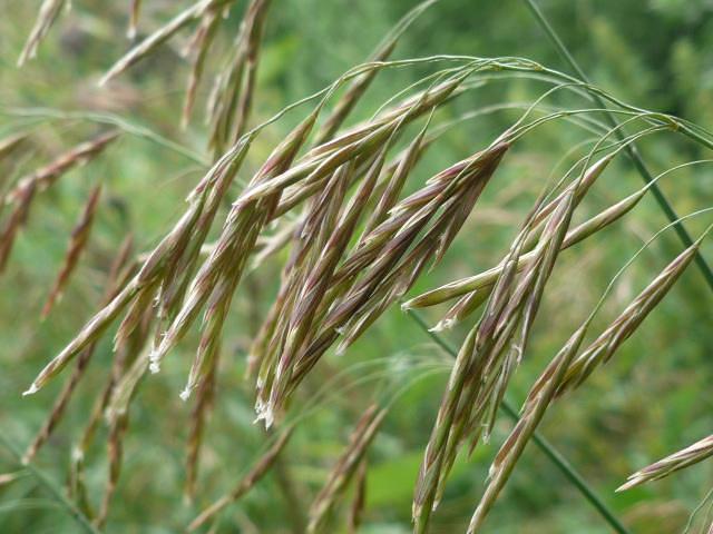 Семена «Костер» фото 3