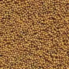 Семена горчицы белой «Луговская» ЭС ОПТ фото 1