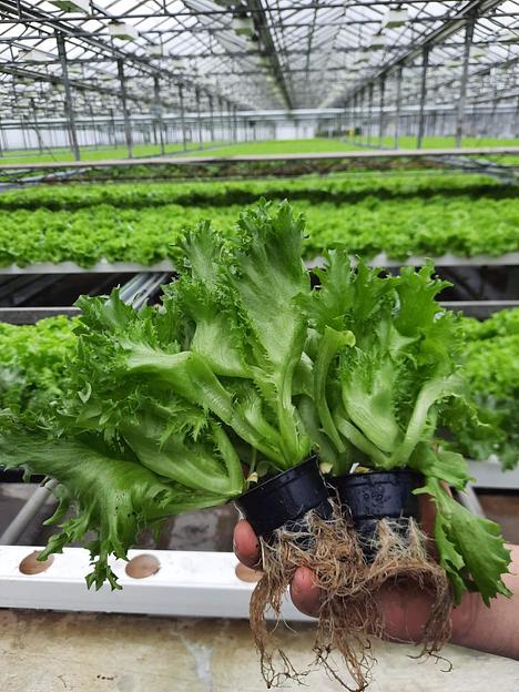 Профессиональные семена салата «Филигрань» опт фото 3