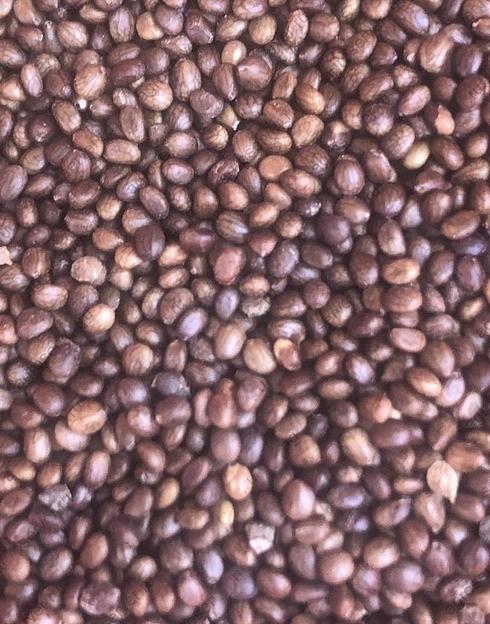 Семена шалфея мускатного опт фото 1