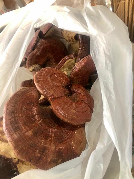 Гриб Рейши опт фото 2