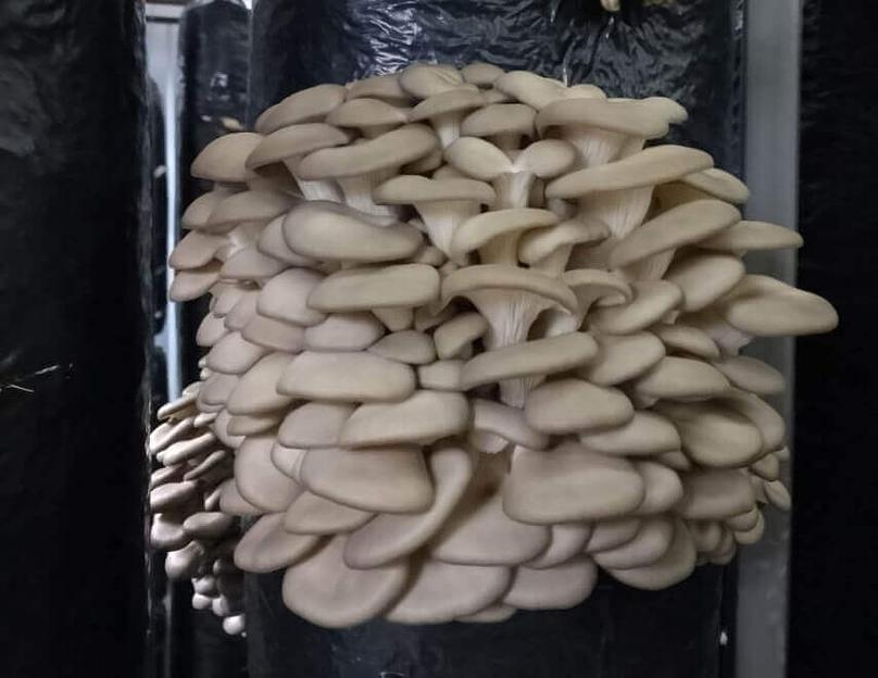 Мицелий гриба вешенки штамм Р54 ОПТ фото 1