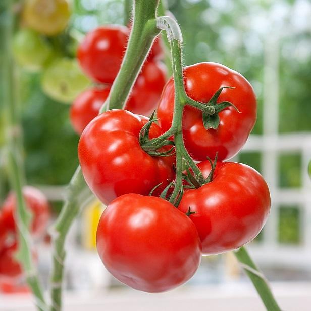 Семена томатов F1 «Блиц» опт фото 1