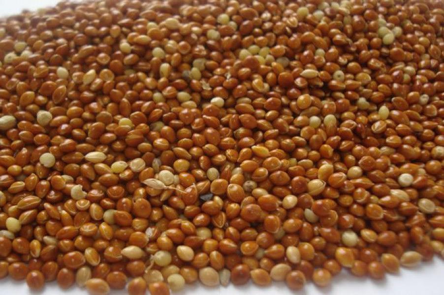 Зерно просо желтое фото 1