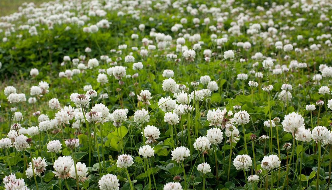 Семена клевера Barenbrug «Квартет» ОПТ фото 2