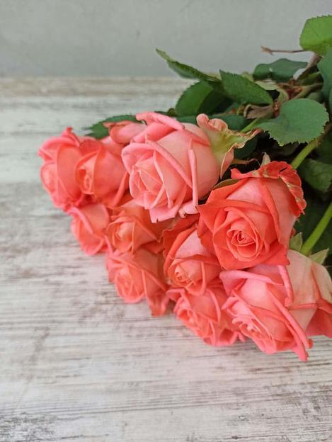 Розы сорта Жиардина ОПТ фото 1