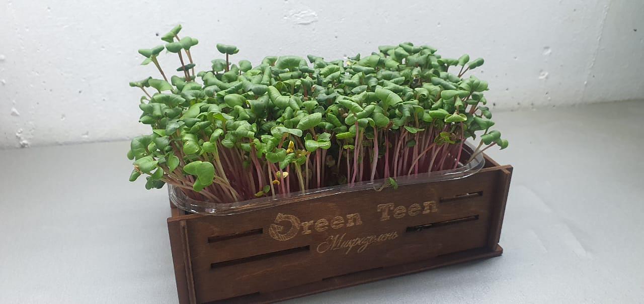 Микрозелень редис Red coral ОПТ фото 1