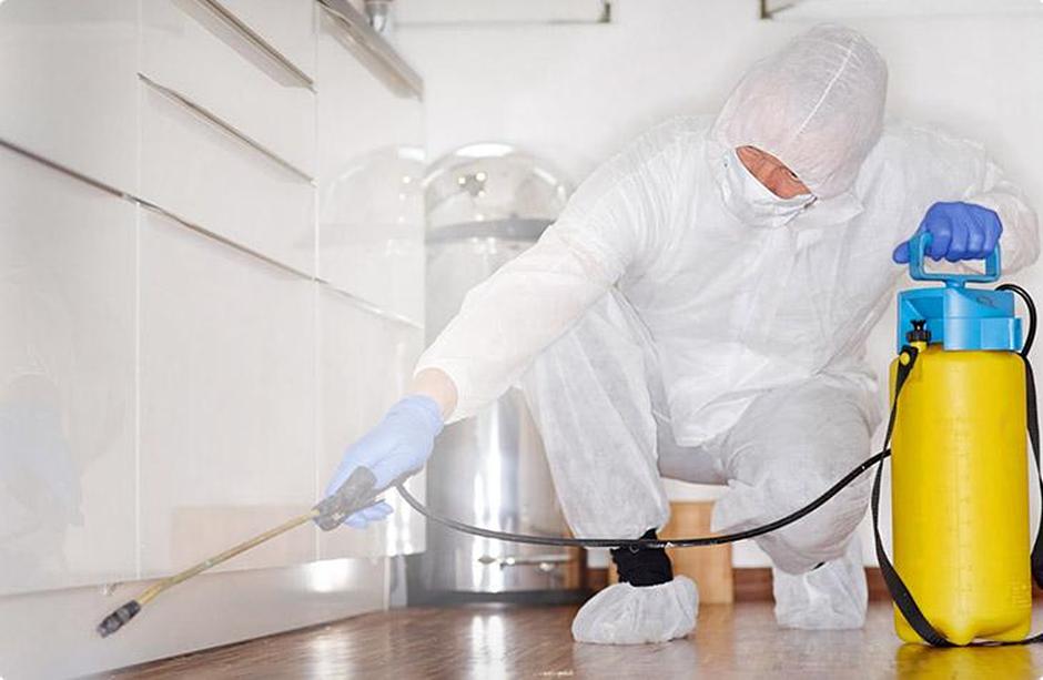 Услуга по дезинфекции помещения от грызунов фото 1