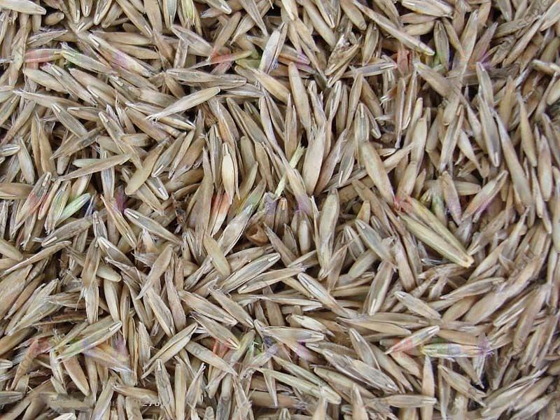 Семена овсяницы луговой сорт «Свердловская-37» опт фото 1