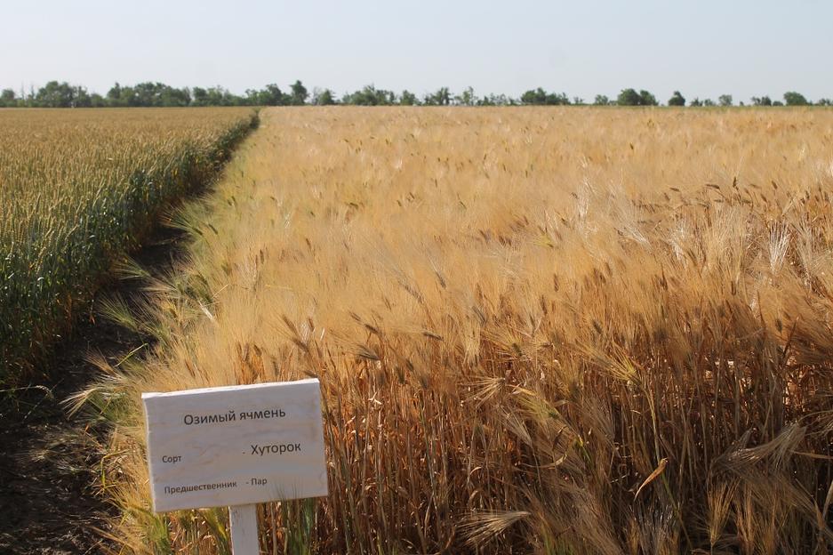 Озимый ячмень «Хуторок» опт фото 1