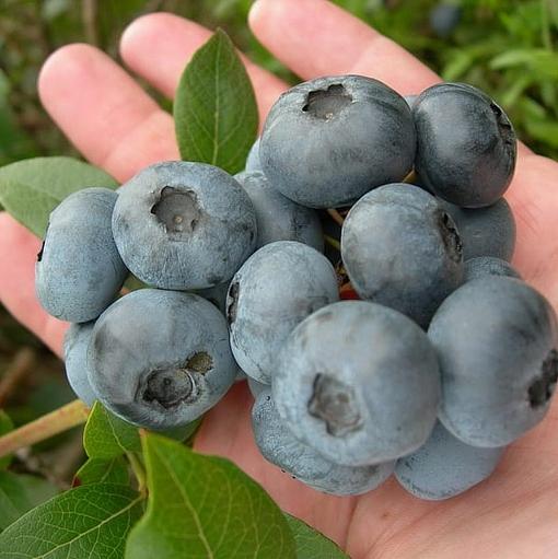 Соус черничный опт фото 2