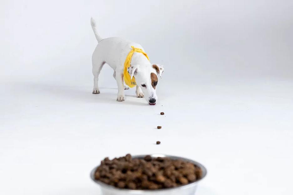 Сухой полнорационный корм для собак средних пород, 20 кг фото 2