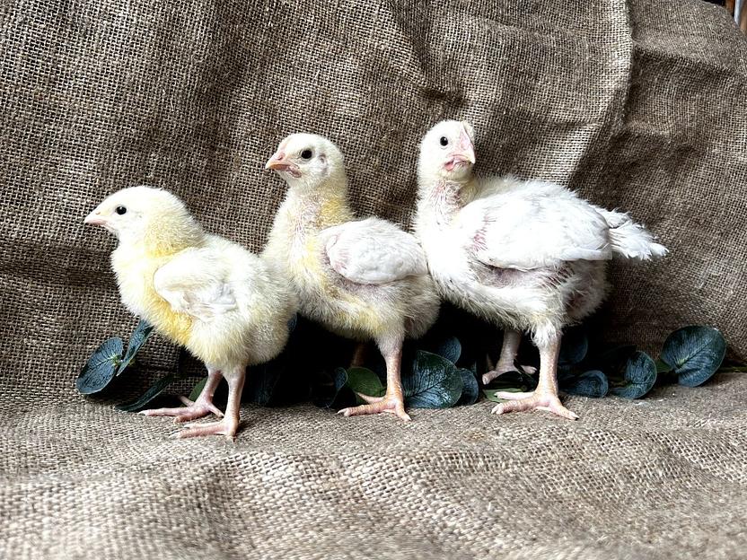 Цыплёнок бройлер 30 дней ОПТ фото 1