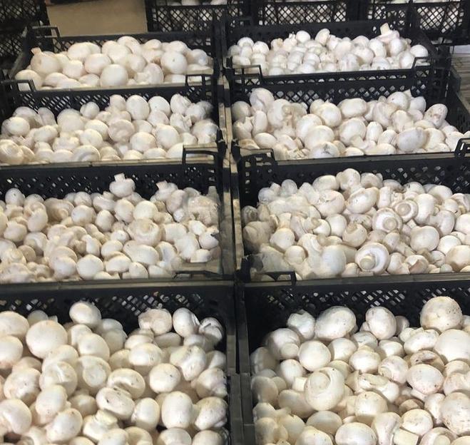 Грибы Шампиньоны свежие Опт Москва и МО фото 4