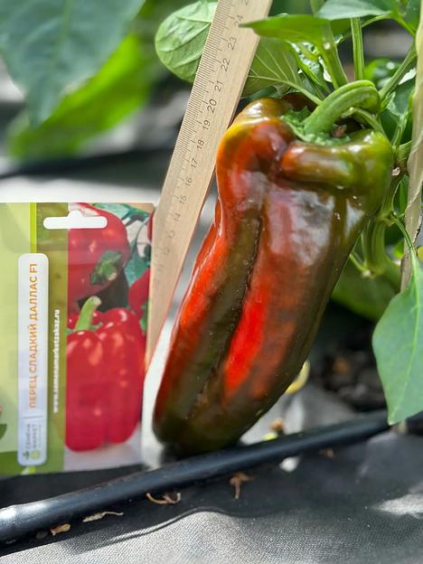 Семена посевные Перец сладкий «Даллас F1» ОПТ фото 3