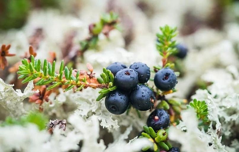 Черничное варенье 120 г опт фото 2