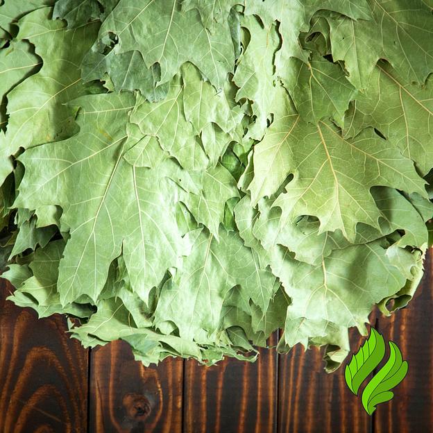 Веник из канадского дуба для бани фото 2