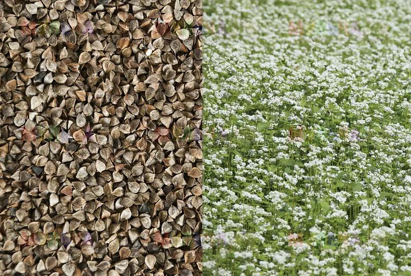 Семена гречихи «Дикуль ЭС» опт фото 1