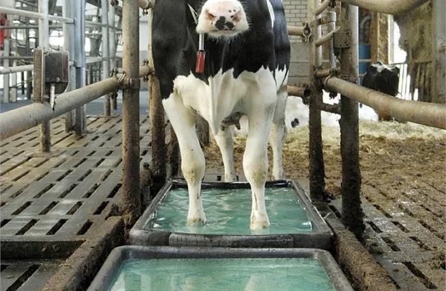 Ванна для копыт SuperKombi ОПТ фото 5