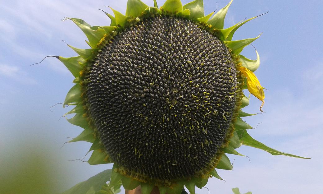 Семена подсолнечника под экспресс «МАС 85СУ» F1 ОПТ фото 1