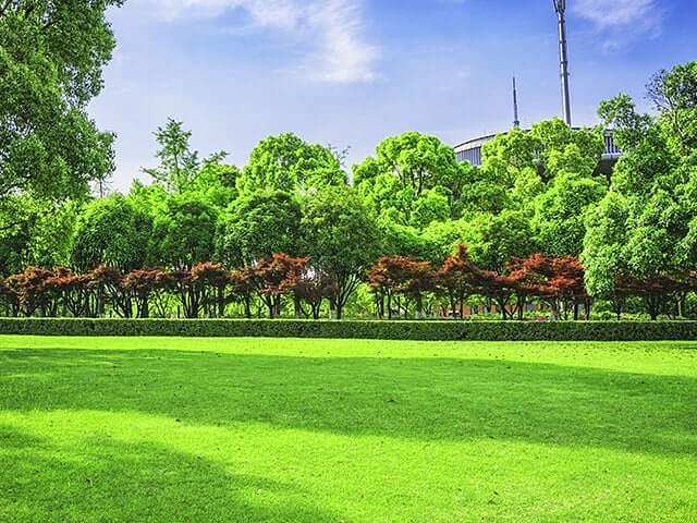 Семена «Травосмесь городская универсальная» опт фото 1