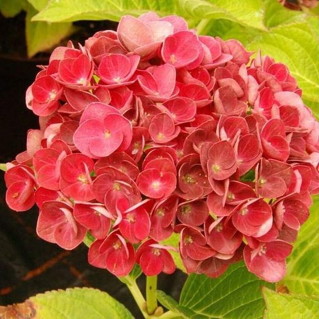 Гортензия (Hydrangea macrophylla Rembrandt Rosso Glory) опт фото 1